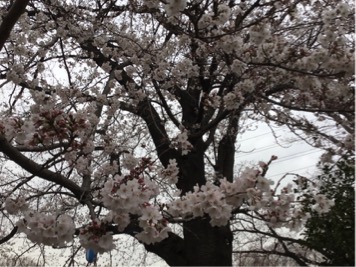 桜まつり
